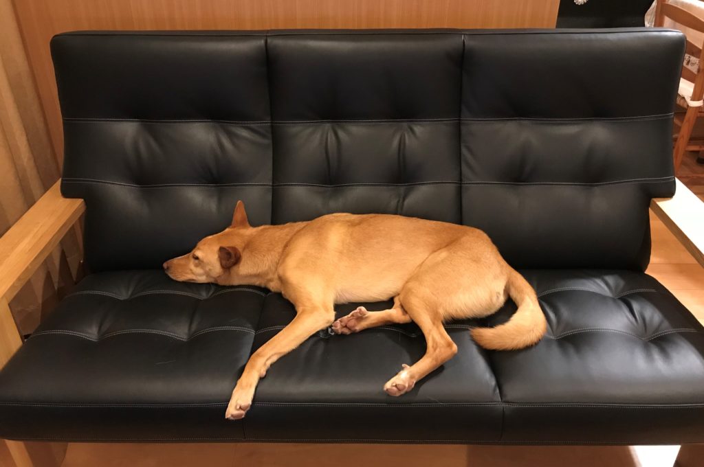 寝ていても聞こえてますよ。