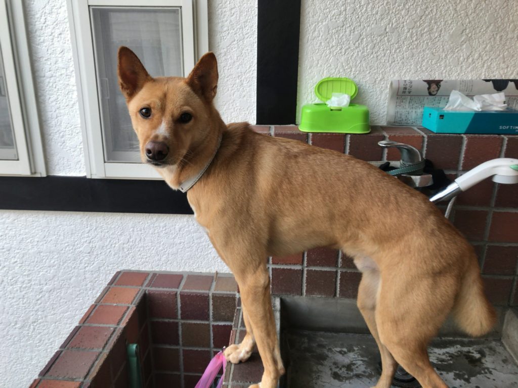 水はちょっと苦手でしっぽが下がります。